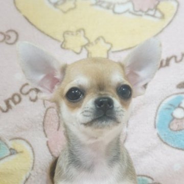 チワワ(スムース)【千葉県・女の子・2025年10月3日・フォーンセーブル&ホワイト】の写真「美人で可愛い♡父AMチャンピオン直子母も血統良し」