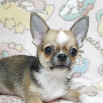 チワワ(スムース)【千葉県・男の子・2025年8月3日・レッド&ホワイト】の写真「甘えん坊で可愛い♡父JKCチャンピオン母も優秀血統」