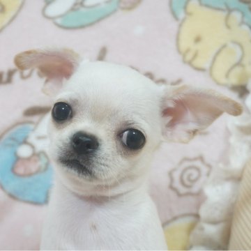 チワワ(スムース)【千葉県・男の子・2025年10月3日・ホワイトクリーム】の写真「ベビーフェイス♡父AMチャンピオン直子母も血統良し」