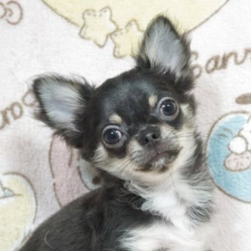 チワワ(ロング)【千葉県・男の子・2025年8月8日・ブルータン&ホワイト】の写真「ちょっと凛々しい♡父チャンピオン直子・母も優秀血統」