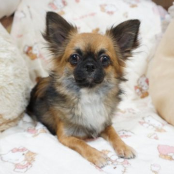 チワワ(ロング)【千葉県・男の子・2024年4月18日・レッドセーブル】の写真「素直で甘えん坊の賢い落ち着いた子💛血統も良いです」