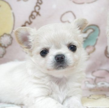 チワワ(ロング)【千葉県・女の子・2025年9月25日・クリームホワイト】の写真「癒し顔♡父AMチャンピオン直子・母チャンピオン曾孫」