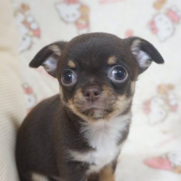 チワワ(スムース)【千葉県・男の子・2025年10月23日・チョコタン&ホワイト】の写真「おっとり穏やか可愛い子♡父チャンピオン直子」