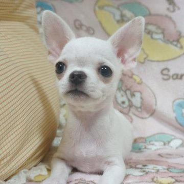 チワワ(スムース)【千葉県・男の子・2025年10月3日・ホワイト】の写真「ほんわり優しい♡父AMチャンピオン直子母も血統良し」