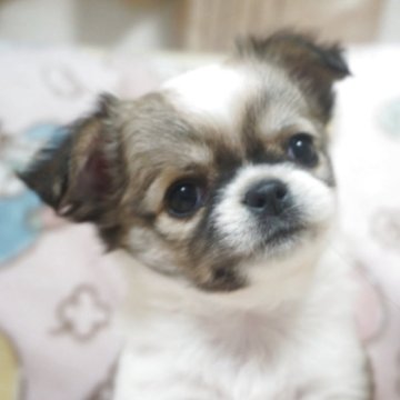 チワワ(ロング)【千葉県・女の子・2025年9月25日・ホワイト&レッドパーティー】の写真「美人さん父AMチャンピオン直子・母チャンピオン曾孫」