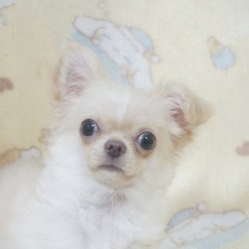 チワワ(ロング)【千葉県・男の子・2025年8月8日・クリーム&ホワイト】の写真「もこもこ君♡父チャンピオン直子・母も優秀血統」