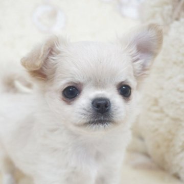 チワワ(ロング)【千葉県・女の子・2025年9月25日・クリームホワイト】の写真「癒し顔♡父AMチャンピオン直子・母チャンピオン曾孫」