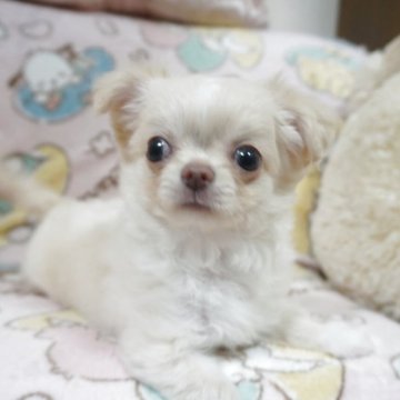 チワワ(ロング)【千葉県・男の子・2025年8月8日・クリーム&ホワイト】の写真「アップルヘッド♡父チャンピオン直子・母も優秀血統」
