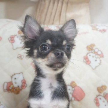 チワワ(ロング)【千葉県・男の子・2025年8月8日・ブルータン&ホワイト】の写真「甘え上手なボク♡父チャンピオン直子・母も優秀血統」