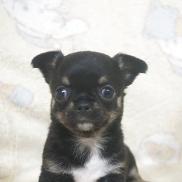 チワワ(スムース)【千葉県・女の子・2025年10月23日・ブラックタン&ホワイト】の写真「おっとり優しいお顔の可愛い子♡父チャンピオン直子」