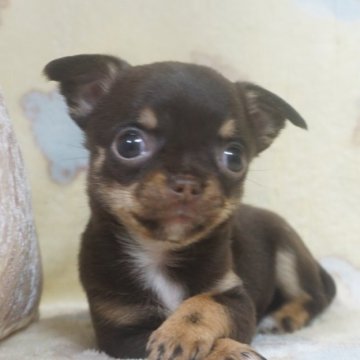 チワワ(スムース)【千葉県・女の子・2025年10月23日・チョコタン&ホワイト】の写真「おっとり優しいお顔の可愛い子♡父チャンピオン直子」