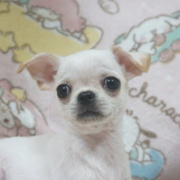 チワワ(スムース)【千葉県・男の子・2025年10月3日・ホワイトクリーム】の写真「ベビーフェイス♡父AMチャンピオン直子母も血統良し」