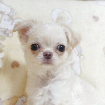 チワワ(ロング)【千葉県・男の子・2025年8月8日・クリーム&ホワイト】の写真「小ぶりで毛量多し♡父チャンピオン直子・母も優秀血統」