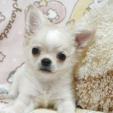 チワワ(ロング)【千葉県・男の子・2025年8月15日・フォーンクリーム】の写真「ベビーフェイスの可愛い子♡父AMチャンピオン直子」