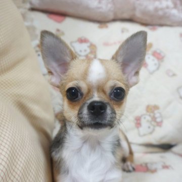 チワワ(スムース)【千葉県・男の子・2025年8月3日・レッド&ホワイト】の写真「物怖じのない活発な元気な子♡父JKCチャンピオン♡」