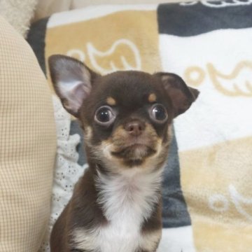 チワワ(スムース)【千葉県・男の子・2025年10月23日・チョコタン&ホワイト】の写真「おっとり穏やか可愛い子♡父チャンピオン直子」