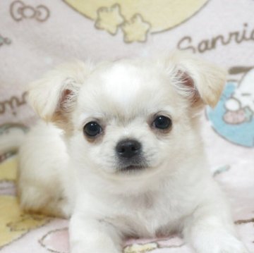 チワワ(ロング)【千葉県・男の子・2025年8月15日・フォーンクリーム】の写真「ベビーフェイスで可愛い♡父AMチャンピオン直子」
