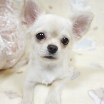チワワ(ロング)【千葉県・男の子・2025年5月16日・クリームホワイト】の写真「動画更新❣穏やかな子♡只今ワクチン代込み総価格です」