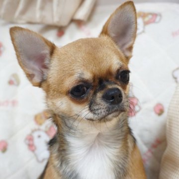 チワワ(スムース)【千葉県・女の子・2024年5月16日・レッドセーブル】の写真「詰まったマズル、穏やかで優しい子♡血統も良いです」