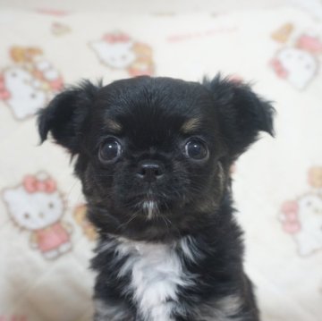 チワワ(ロング)【千葉県・女の子・2025年10月23日・ブラックタン】の写真「おっとり優しい超可愛い子です♡父チャンピオン直子」