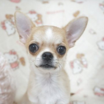 チワワ(スムース)【千葉県・男の子・2025年8月3日・フォーン&ホワイト】の写真「明るく活発元気っ子父JKCチャンピオン母も優秀血統」