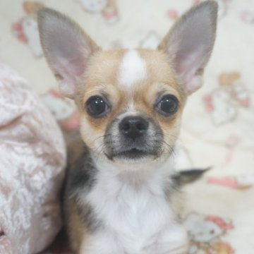 チワワ(スムース)【千葉県・男の子・2025年8月3日・レッド&ホワイト】の写真「イケワンな僕！♡父JKCチャンピオン母も優秀血統」