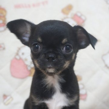 チワワ(スムース)【千葉県・女の子・2025年10月23日・ブラックタン&ホワイト】の写真「元気な優しいお顔の可愛い子♡父チャンピオン直子」