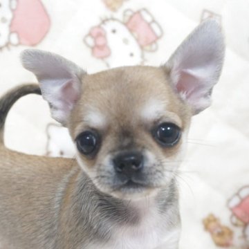 チワワ(スムース)【千葉県・女の子・2025年10月3日・フォーンセーブル&ホワイト】の写真「美人で可愛い♡父AMチャンピオン直子母も血統良し」