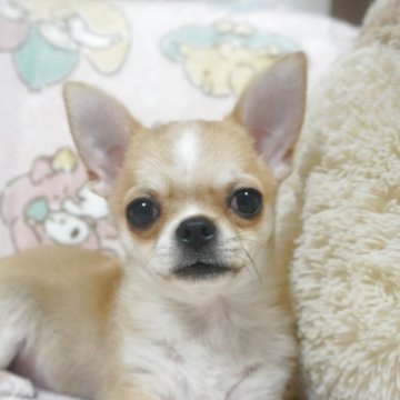 チワワ(スムース)【千葉県・男の子・2025年8月3日・フォーン&ホワイト】の写真「明るく活発元気っ子父JKCチャンピオン母も優秀血統」