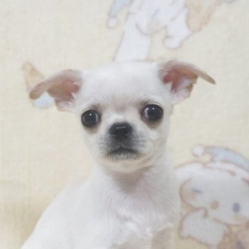 チワワ(スムース)【千葉県・男の子・2025年10月3日・ホワイトクリーム】の写真「ベビーフェイス♡父AMチャンピオン直子母も血統良し」