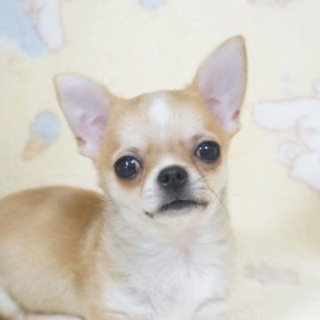 チワワ(スムース)【千葉県・男の子・2025年8月3日・フォーン&ホワイト】の写真「明るく活発元気っ子父JKCチャンピオン母も優秀血統」