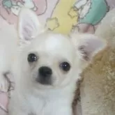 チワワ(ロング)