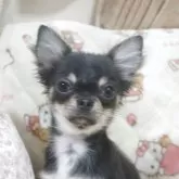 チワワ(ロング)