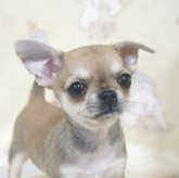 チワワ(スムース)