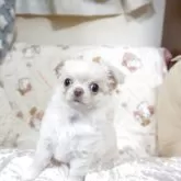 チワワ(ロング)