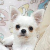 チワワ(ロング)