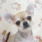 チワワ(スムース)