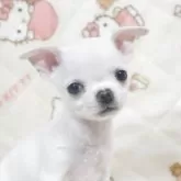 チワワ(スムース)