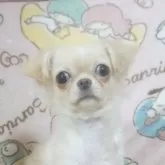 チワワ(ロング)