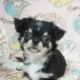 チワワ(ロング)