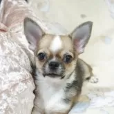 チワワ(スムース)