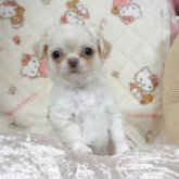 チワワ(ロング)