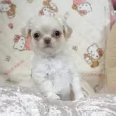 チワワ(ロング)