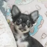 チワワ(ロング)