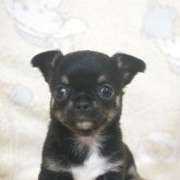 チワワ(スムース)