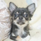 チワワ(ロング)