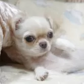 チワワ(ロング)