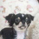 チワワ(ロング)