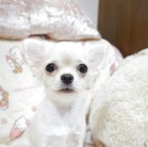 チワワ(ロング)