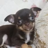 チワワ(スムース)